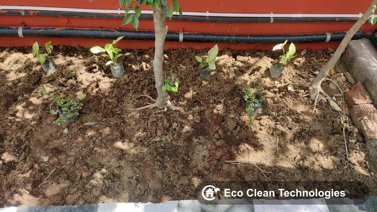 Newly planted saplings with drip line