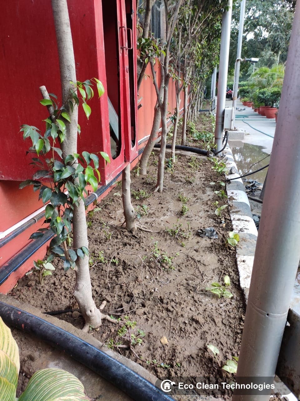 Row of planted trees with drip irrigation