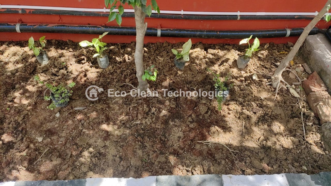 Newly planted saplings with drip line