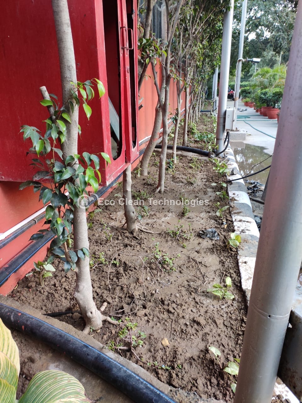 Row of planted trees with drip irrigation